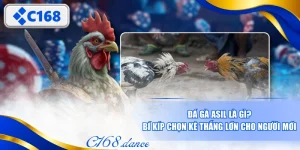 Đá Gà Asil